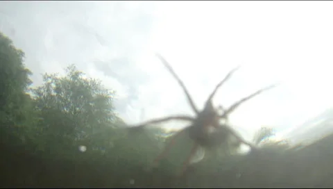 Spider 動画素材 30652417