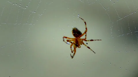 Spider Stock Footage 32282587