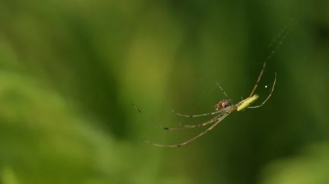 Spider Video stock 57542493