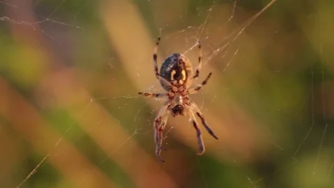 Spider Stock Footage 75442763