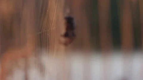 Spider Stock Footage 75442765