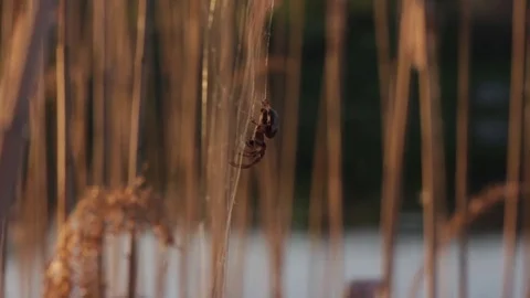 Spider Stock Footage 75442767