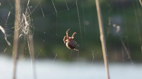 Spider Stock Footage 75442776