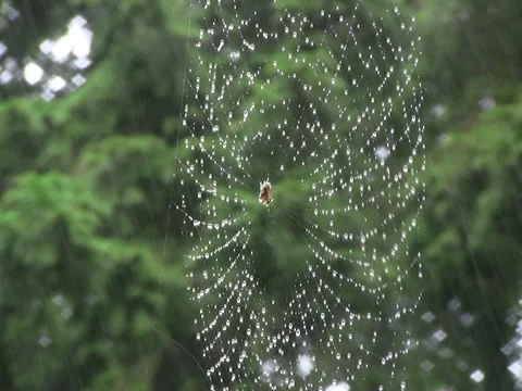 Spider Stock Footage 78727334