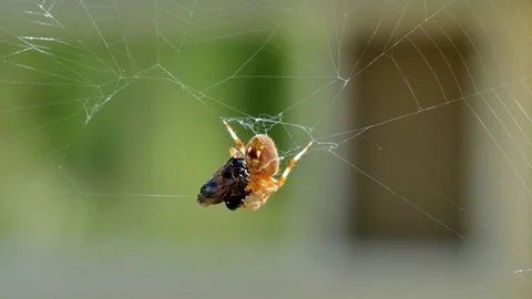 Spider A Stock Footage 79438769