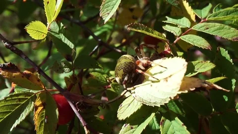 Spider  Stock Footage 79816736