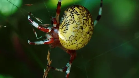 Spider  Stock Footage 79816741