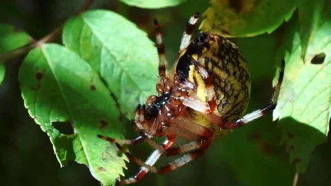 Spider Vídeos de archivo 79816747