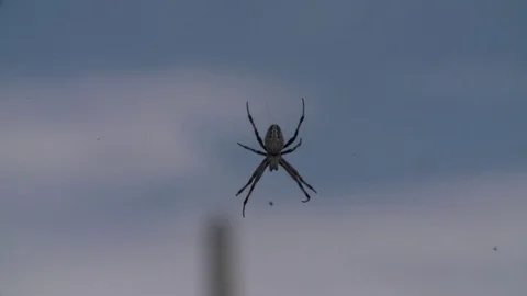 Spider  Video stock 80038572