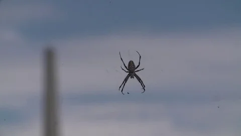 Spider  Video stock 80038620