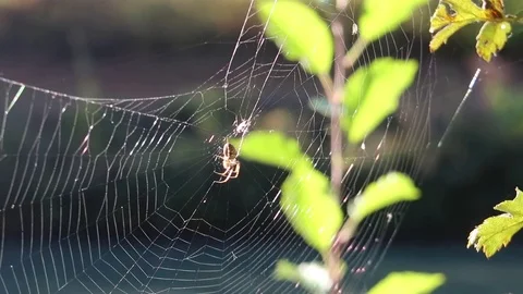 Spider Stock Footage 81955783