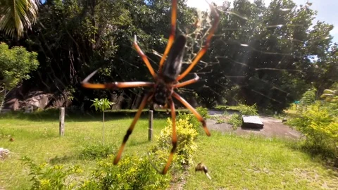 Spider. Stock Footage 101973889