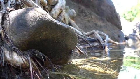 Spider 库存影片 112682437