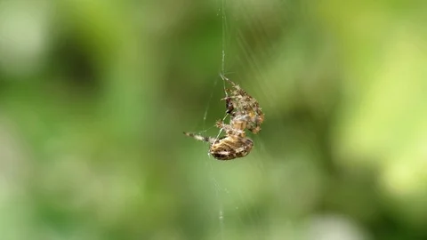 Spider Video stock 125639991