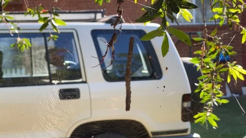 Spider Stock Footage 128349719