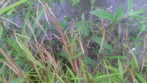 Spider Stock Footage 133213241