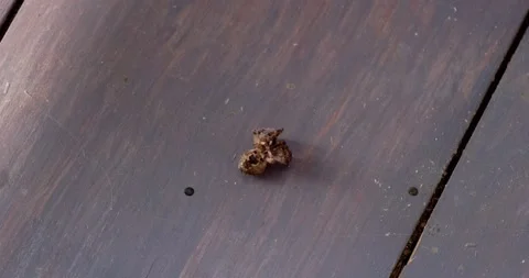 The spider Stock Footage 133720407