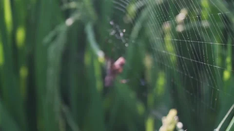 Spider  動画素材 145248393
