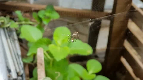 Spider Stock Footage 151563771