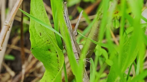 Spider Stockbeeldmateriaal 154034076