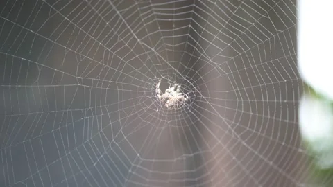 Spider Stock Footage