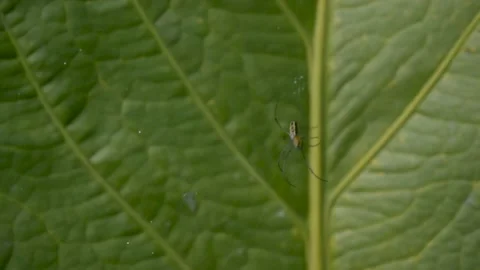 Spider Stock Footage 168182082