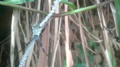 The spider Stock Footage 169492709