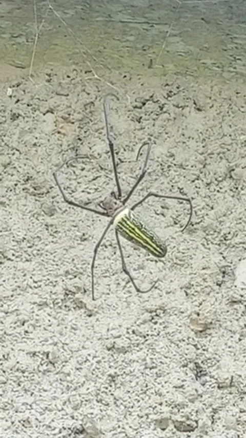 Spider 動画素材 206336446