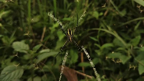 Spider Stock Footage 210238214