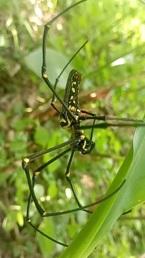 Spider 库存影片 213467070