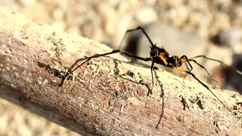 Spider Vídeos de archivo 217686500