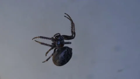 Spider Vidéo 220000320