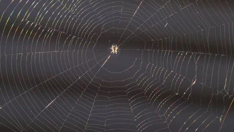 Spider 스톡 동영상 220005472