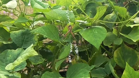 Spider Video stock 221936531