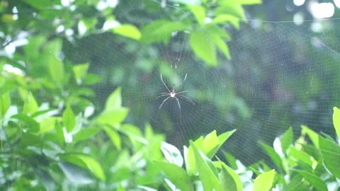 Spider Stock Footage 228766596