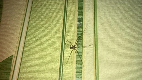 Spider Video stock 229814126