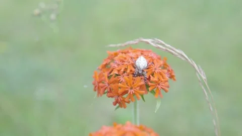 Spider Video stock 231553814