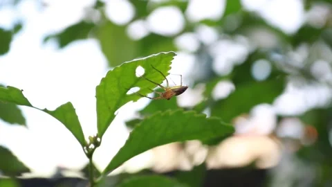 Spider Stock Footage 241521080