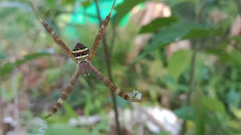 Spider Stock Footage 242166093