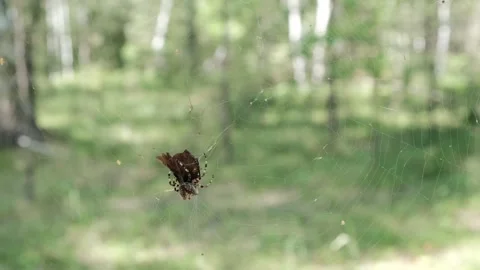 Spider Stock Footage 246406208