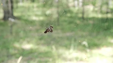 Spider Stock Footage 246406214