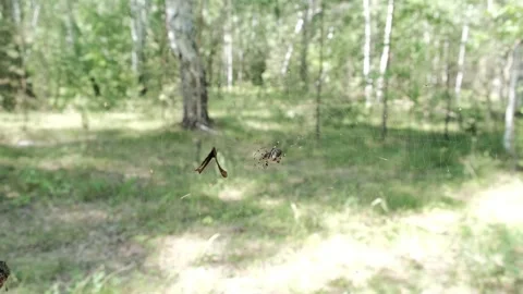 Spider Stock Footage 246406217