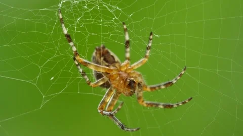 Spider Stock Footage 249890739