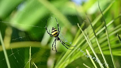 Spider Stock Footage 261573907