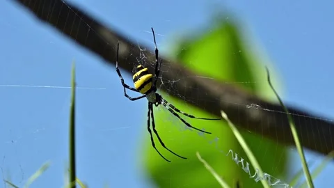 Spider 스톡 동영상 261574104