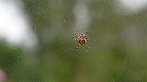 Spider Stock Footage 263150626