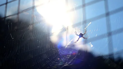 Spider Stock-Footage 265889300