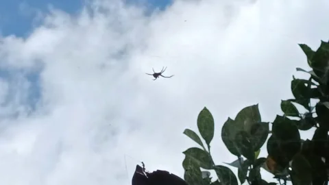 Spider Stock Footage 269673115