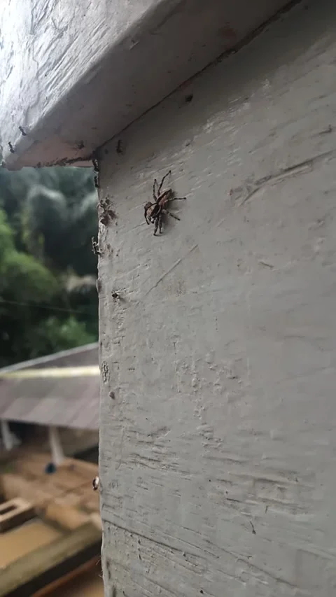 Spider Stock Footage 270654641