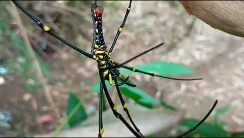 Spider Stock Footage 273296173